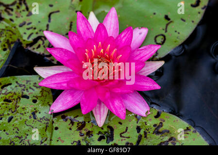 Nymphaea, Seerose, Wasserrose, Seerosen-Nymphaea Escarboucle, Stockfoto
