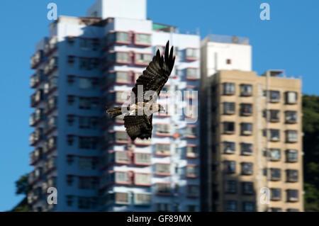 Chinesischen schwarzen Drachen fliegen rund um das Stadtzentrum, Hong Kong, China. Stockfoto