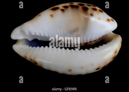 Die Zähne des Tigers (Cypraea Tigris) Kauri Muschel auf schwarzem Hintergrund Stockfoto