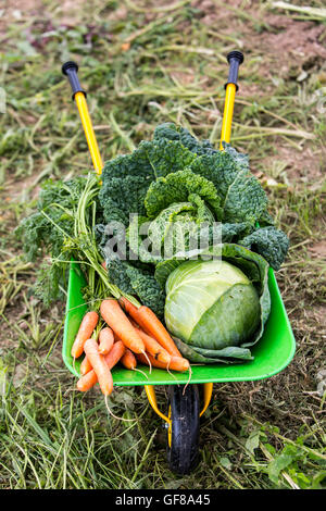 Schubkarre, Schubkarre, für Kinder, mit verschiedenen Gemüse, Karotten, Wirsing, Kohl, in einem Garten, Stockfoto