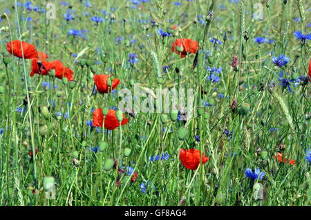 Bunte Wiese mit Poppys und Mais und Wildblumen im Sommer Stockfoto