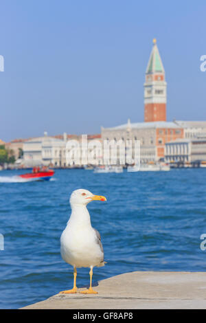 Eine Möwe, die auf der Suche im Dogenpalast und Campanile von San Marco in Venedig, Italien Stockfoto