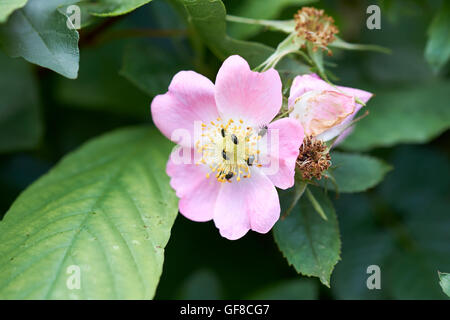 Käfer ernähren sich von Nektar der Hund-Rose (Rosa Canina) Blumen, England, UK. Stockfoto