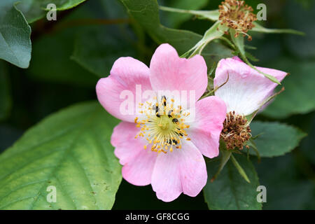 Käfer ernähren sich von Nektar der Hund-Rose (Rosa Canina) Blumen, England, UK. Stockfoto