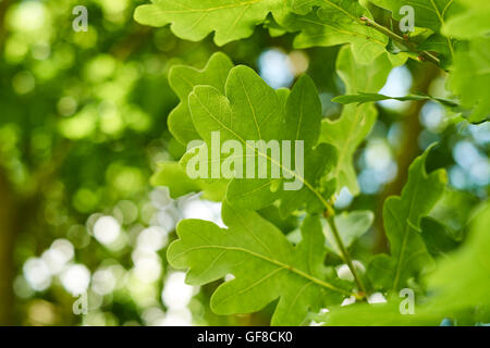 Green-englische Eiche (Quercus Robur) Blätter im Sommer, England, UK. Stockfoto