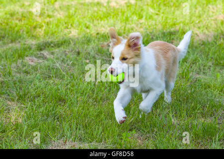 Border Collie Welpen läuft mit dem Ball im Maul. Stockfoto