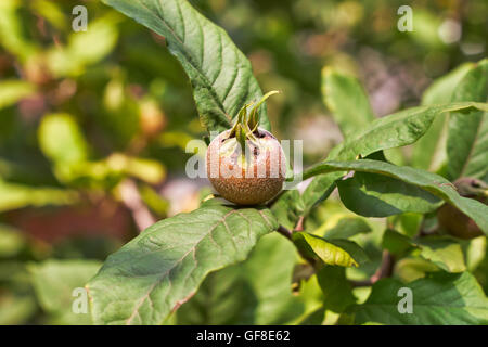 Gemeinsamen Mispel Frucht (canescens) am Baum. Textfreiraum Stockfoto