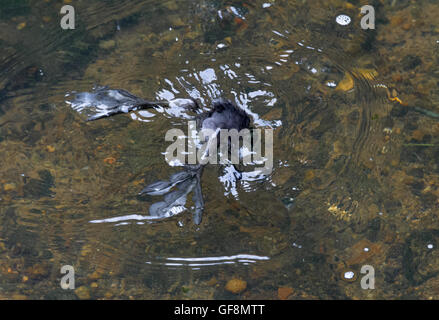 Juvenile Coot schwimmen auf dem Teich auf der Suche nach Nahrung. Stockfoto