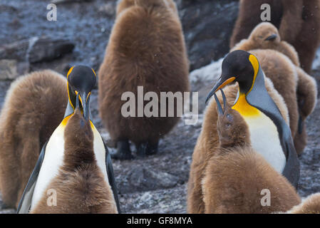 Zwei Erwachsene Königspinguine füttern ihre Küken zurück in die Kolonie bei Salisbury Plain in Süd-Georgien. Stockfoto