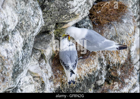 Kittiwake Fütterung ihrer jungen Küken auf die schmale Felskante an Bempton, Yorkshire, England. Stockfoto