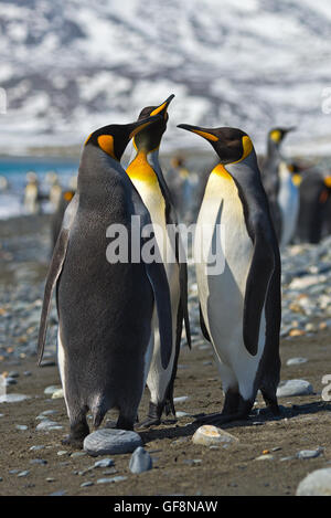 Drei König Penguins Gruß einander am Strand von Salisbury Plain in Süd-Georgien. Stockfoto