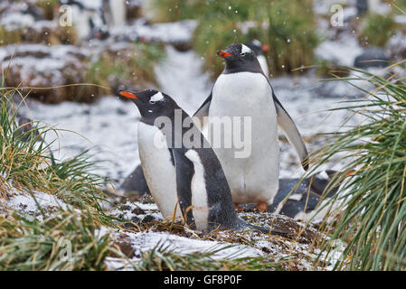 Schnee fällt auf die zwei Gentoo Pinguine, wie sie ihren Weg durch die Kolonie in Gold Harbour in Süd-Georgien. Stockfoto