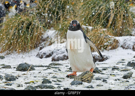 Schnee, der auf einem Gentoo Penguin wie es seinen Weg zurück in die Kolonie im Hafen von Gold in Süd-Georgien macht. Stockfoto