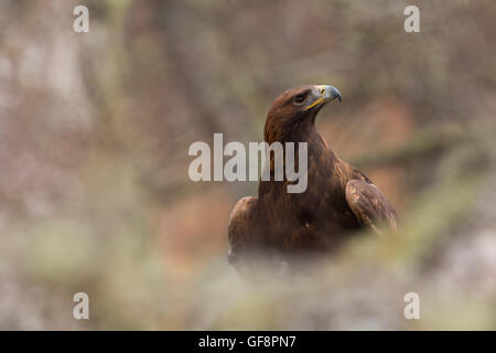 Steinadler; Aquila Chrysaetos einzelne Porträt Schottland; UK Stockfoto