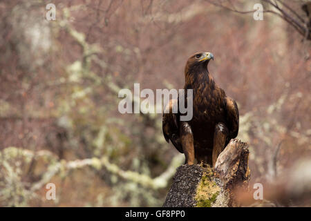 Steinadler; Aquila Chrysaetos einzelne Schottland; UK Stockfoto