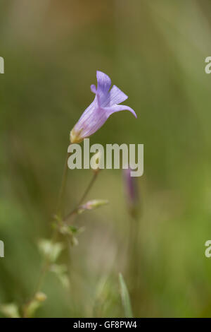 Ivy blättrige Glockenblume; Wahlenbergia Hederacea Blume Stockfoto