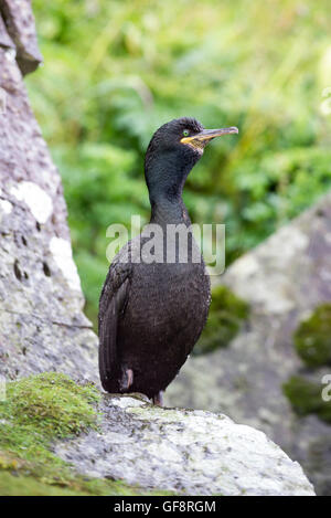 Shag (Phalacrocorax Aristotelis). Die Art ist auch verschiedentlich als die europäischen, gemeinsamen oder grünen Shag oder grüne Kormoran bekannt. Stockfoto