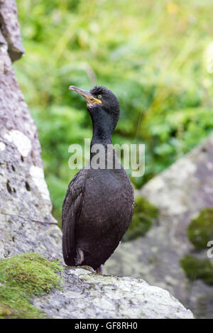 Shag (Phalacrocorax Aristotelis). Die Art ist auch verschiedentlich als die europäischen, gemeinsamen oder grünen Shag oder grüne Kormoran bekannt. Stockfoto