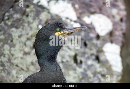 Shag (Phalacrocorax Aristotelis). Die Art ist auch verschiedentlich als die europäischen, gemeinsamen oder grünen Shag oder grüne Kormoran bekannt. Stockfoto