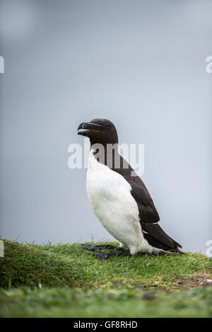 Tordalk (Alca Torda) auf Klippe thront Stockfoto