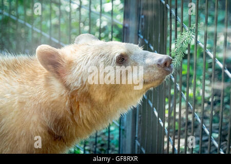 Manuka, ein geretteten weibliche "weiße" amerikanischer schwarzer Bär im Zoo von Calgary in Calgary, Alberta, Kanada. Stockfoto