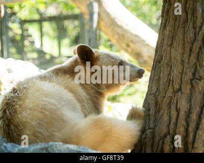 Manuka, ein geretteten weibliche "weiße" amerikanischer schwarzer Bär im Zoo von Calgary in Calgary, Alberta, Kanada. Stockfoto