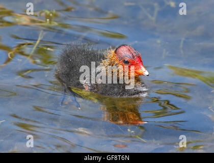 Blässhuhn Küken (Fulica Atra) schwimmen, Idrosee, Italien Stockfoto