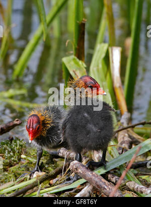 Blässhuhn Küken (Fulica Atra) auf Nest, Idrosee, Italien Stockfoto