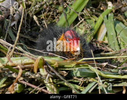 Blässhuhn Küken (Fulica Atra) auf Nest, Idrosee, Italien Stockfoto