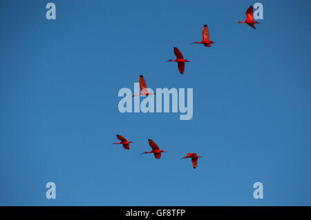 Scharlachrote Ibisse im Formationsflug Stockfoto