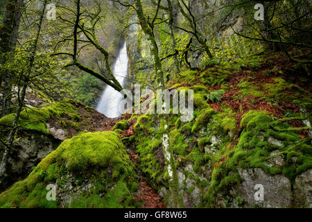 Cabin Creek Falls mit Moos bedeckt, Felsen und Bäume. Columbia River Gorge National Scenic Bereich, Oregon Stockfoto