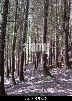 Weg durch Latschen in eine Cornish Wald-UK Stockfoto