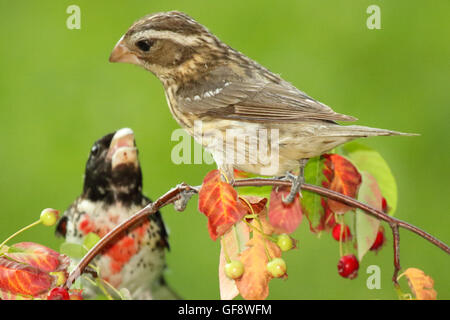 Ein paar Rose – Breasted Kirschkernbeißern in eine Balz. Stockfoto