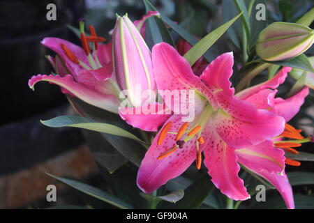 In voller Blüte umgeben von geschlossenen Knospen rosa Tigerlilie Stockfoto