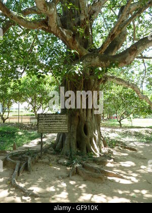 Kambodscha, S 21 Morde, die Killing Fields, Stockfoto