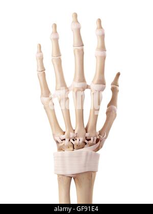 Anatomie der menschlichen Hand, Abbildung. Stockfoto