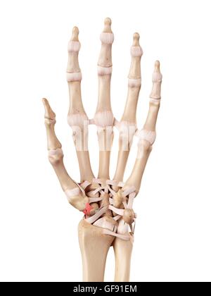 Anatomie der menschlichen Hand, Abbildung. Stockfoto