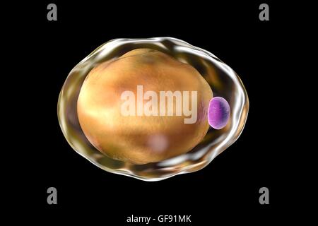 Fettzellen, Computer Bild. Adipozyten (Fettzellen) bilden Fettgewebe, die Energie als eine isolierende Schicht Fett speichert. Weißen Fettgewebe dient als Speicher von Energie, sondern auch als sekretorische Gewebe, Sekretion von Hormonen so Leptin oder Asp Kolophonium. Stockfoto
