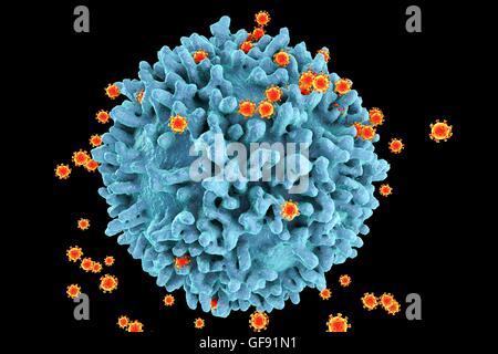 HIV-Viren infizieren T-Lymphozyten, Computer Bild. Die Oberfläche der T-Zelle hat einen klumpigen Auftritt mit großen unregelmäßigen Oberfläche Vorsprünge. Kleinere kugelförmige Strukturen auf der Zelloberfläche sind HIV-Virus-Partikel Knospen Weg von der Zelle memb Stockfoto