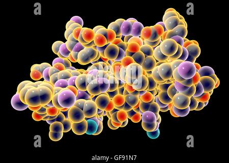 Insulin-Molekül. Computer-Modell zeigt die Struktur eines Moleküls des Hormoninsulin. Insulin spielt eine wichtige Rolle bei der Blutzuckerregulation. Insulin wird aus der Bauchspeicheldrüse freigegeben, wenn der Blutzuckerspiegel hoch sind, z. B. nach einer Mahlzeit, vorsagen Stockfoto
