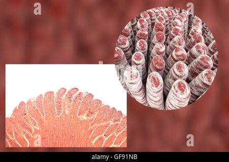 Darmzotten, leichte Schliffbild und 3D Computer Illustration. Darmzotten sind Finger-wie Projektionen, die die intestinale Fläche für die Aufnahme von Nährstoffen aus der Nahrung erheblich steigern. Das Epithel (äußere Schicht, gefaltet) von jedem Villus enthält En Stockfoto