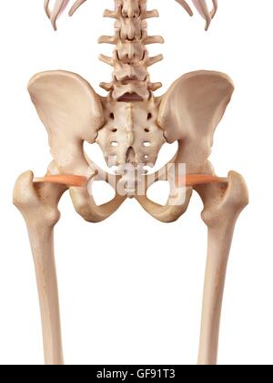 Menschlichen Muskel, Abbildung. Stockfoto