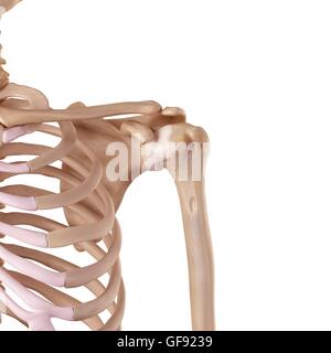 Menschlichen Schulter Bänder, Abbildung. Stockfoto