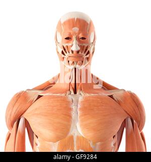 Menschliche Muskulatur, Abbildung. Stockfoto