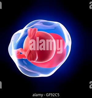 Menschlicher Embryo Alter 5 Wochen, Abbildung. Stockfoto