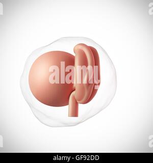 Menschlicher Embryo Alter 4 Wochen, Abbildung. Stockfoto