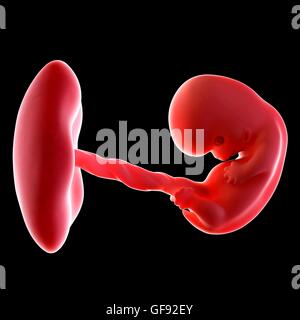 Menschlicher Embryo Alter 8 Wochen, Abbildung. Stockfoto