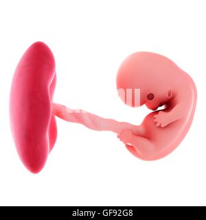 Menschlicher Embryo Alter 8 Wochen, Abbildung. Stockfoto