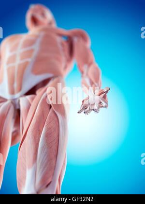 Menschliche Muskulatur, Abbildung. Stockfoto