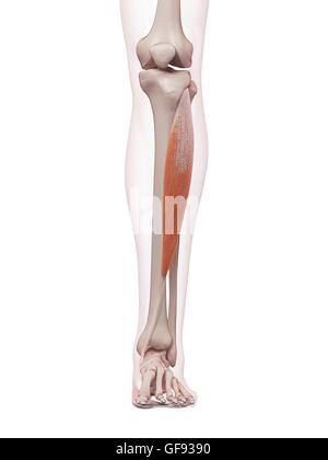 Menschliches Beinmuskeln, Abbildung. Stockfoto